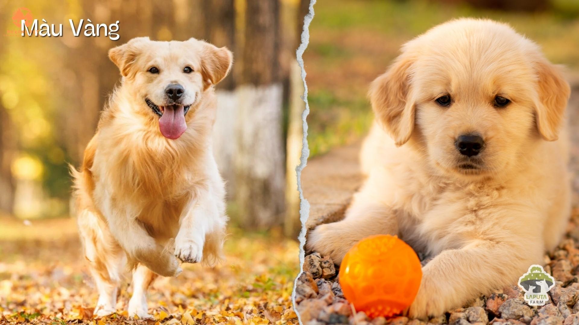 Khám Phá Thế Giới Tuyệt Vời Của Chó Golden Vàng